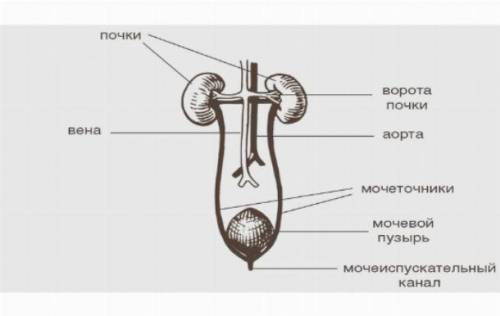 1. Укажите какой буквой на рисунке указан орган мочевыделительной системы человека, в котором происх