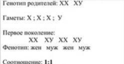 Заполните схему наследования мужского и женского пола Фенотип родителей мужской женский Генотип роди