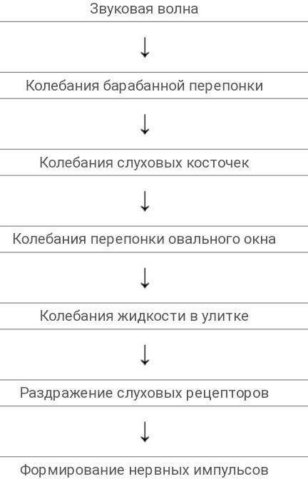 Укажите правильную последовательность преобразования звуковых колебаний в нервные импульсы расставьт