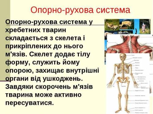 Особливості опорно рухової системи у савців​