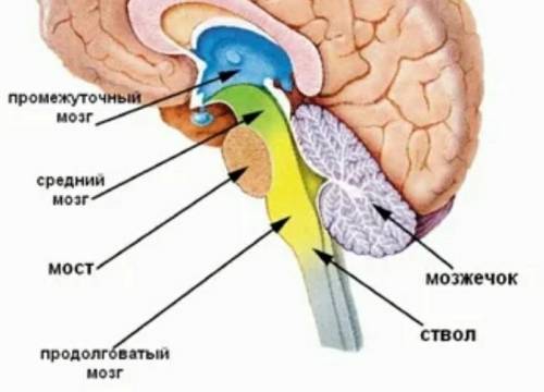 На рисункепредставлено строение головного мозга определите структуру под буквой F какую функцию он в