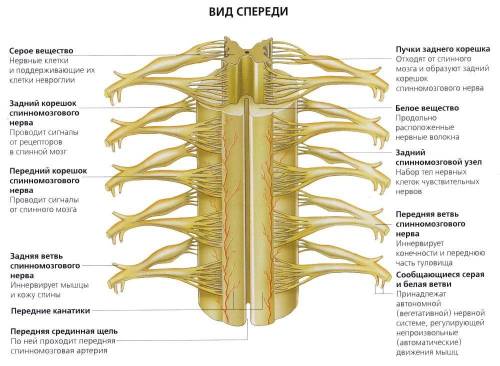 С каких двух корешков начинается спинной мозг ​