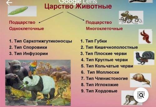 Конспект по биологии 5-6 класс В. В. Пасечник 22 параграф характеристика царства животные