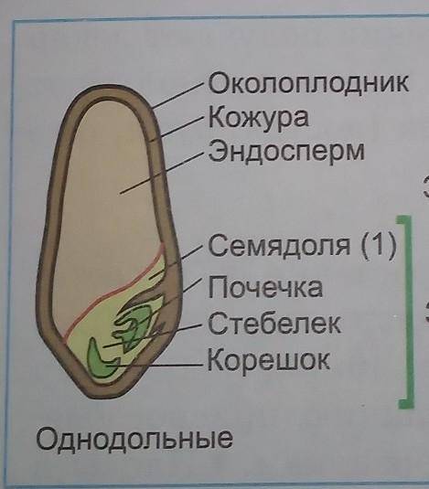 Разрежьте вдоль набухшую зерновку и рассмотрите срез в лупу. Найдите эндосперм и зародыш. Пользуясь