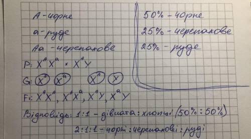 Ген який визначае забарвлення шерсти у котов, розташований у X-хромосоми . Один из його алелив визна