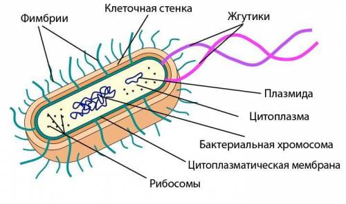 Какое строение имеют бактерии? Чем питаются бактерии? Какое значение имеют бактерии в природе и жизн
