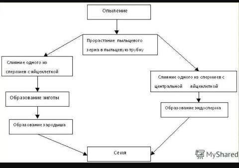 Задания двойное оплодотворение у цветковых растений - найдено 85 картинок