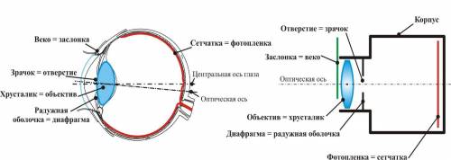 Установите соответствие основных частей оптических систем глаза и фотоаппарата (рис.1): 1 Радужная о