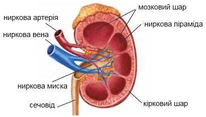 Нирки, їх будова та функції​