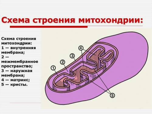 Встановіть відповідність між складовою органели та номером під яким вона зображена на рисунку. 1) кр