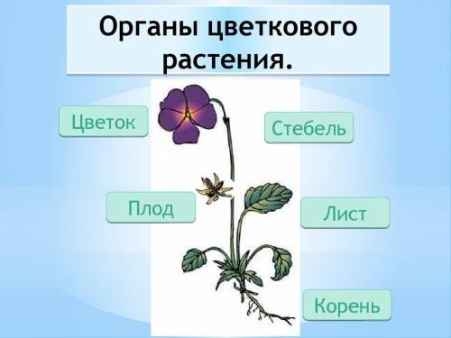 ответить на вопрос по биологии. – Из каких органов состоят цветковые растения? (Зарисуй цветковое ра