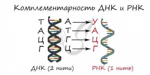 Фрагмент и-РНК имеет следующее строение: УУЦ-ЦГА-УГЦ-ГАГ. Выберите фрагмент молекулы ДНК, на котором