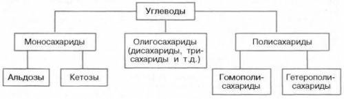 1. Классифицируйте углеводы. В тетради заполните таблицу