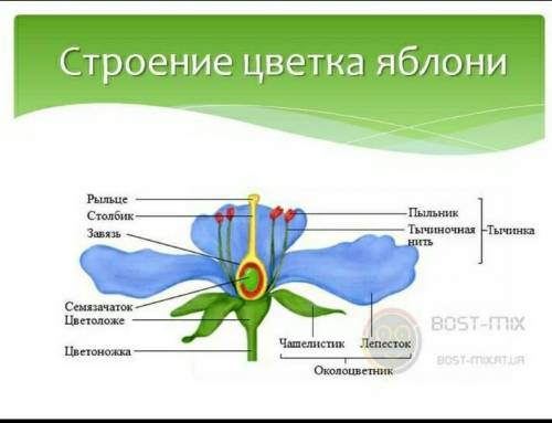 Какое строение имеет цветок яблони