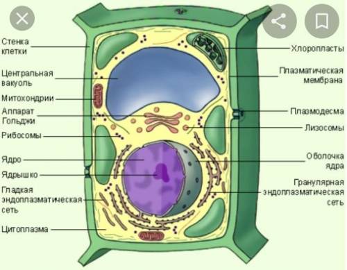 с тестом за 10 класс . Строение клетки