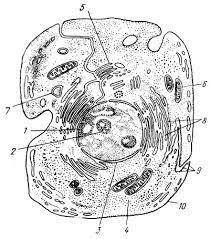 Составить схемы строения клетки и объяснить на примере. 5 хромосом.