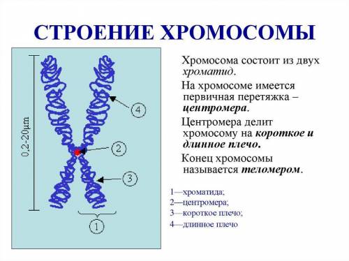 Составить схемы строения клетки и объяснить на примере. 5 хромосом.