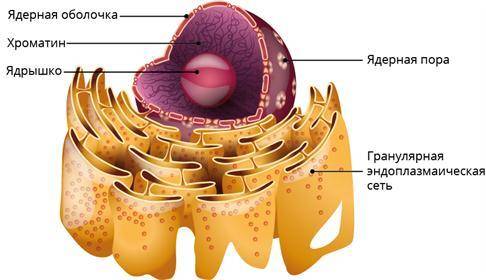 Составить схемы строения клетки и объяснить на примере. 5 хромосом.