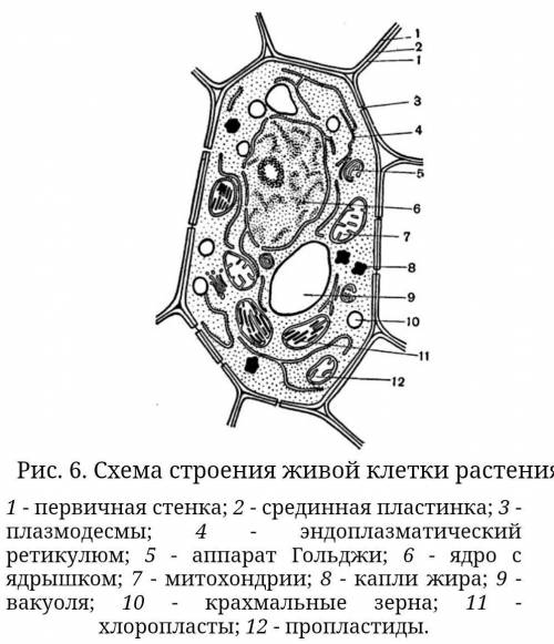 кто-нибудь ПРАВИЛЬНО подписать растительную клетку