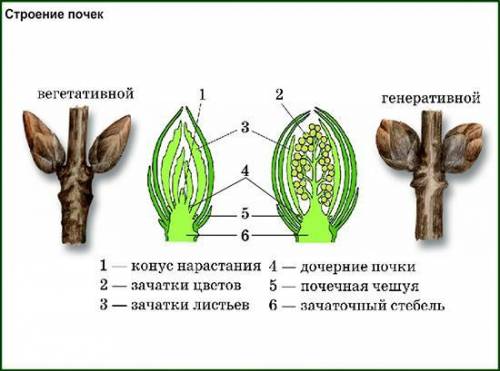 ПРОВЕРЬТЕ СВОИ ЗНАНИЯ 1. Определите вегетативные и генеративные почки и нарисуйте их. Обозначьте на