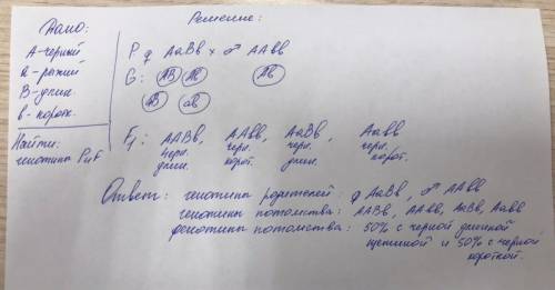 У свиней черная окраска щетины (А) доминирует над рыжей (а), длинная щетина (В) — над короткой (b).