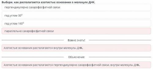 Выбери, как располагается золотистые основания в молекуле ДНК 1) под богом 180°2) параллельно сахаро