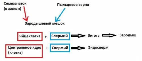 2. Доповни схему «Подвійне запліднення» (1 б.). Насінина Насінний зачаток (у зав'язі) -- Зигота Пилк