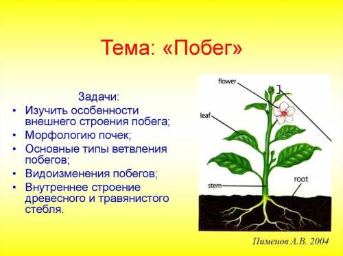 Внешние строение типичного побега и клубня​