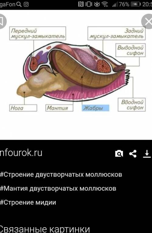 Подпишите органы мидии по цифрам