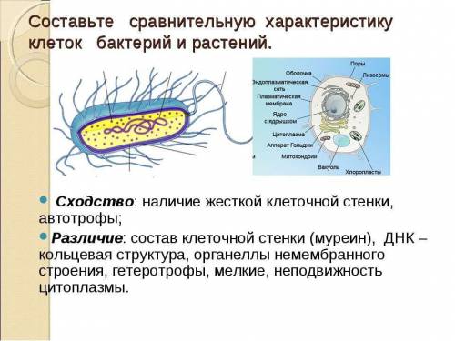 1) что общего в строении бактерий и одноклеточных растений, в чем заключаются их различия? 2) что об