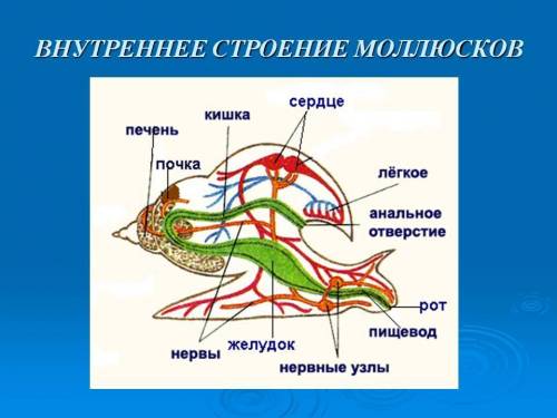 Билет №8 1. тип моллюски. общая характеристика типа. среда обитания и внешнее строение. особенности 