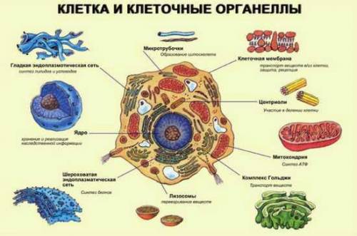 Строение и функции органоидов клетки. показать расположение органоида в клетке. заранее !