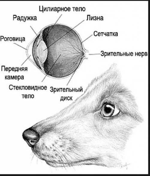 Органи зору холоднокровної тварини (собаки)