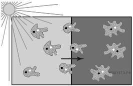 Учёный-биолог осветил одну часть сосуда с водой, а другую нет, и через некоторое время он реакцию ам