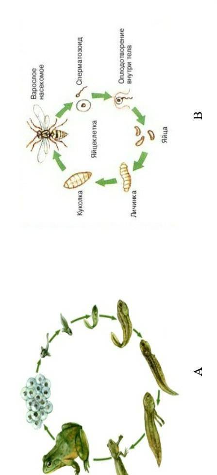 (b) Определите, какой рисунок иллюстрирует развитие организма​