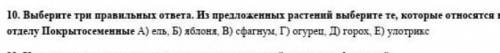 Выберите три правильных ответа.Из предложенных растений выберите те,которые относятся к отделу Покры