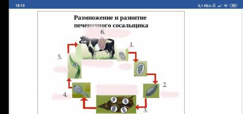 К процессу изображенному на рисунке змеи готовятся довольно долго они начинают беспокоиться огэ