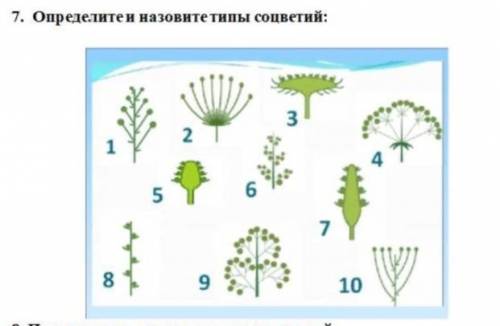 7. Определите и назовите типы соцветий: