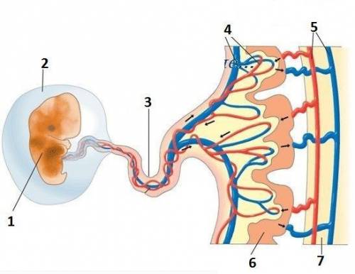 . Установи, какими цифрами на рисунке обозначены следующие органы: плацента0.jpg матка — ; сосуды