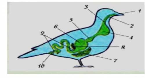 Установіть відповідність між позначеннями органів тварини травної системи птахів та їхніми позначенн