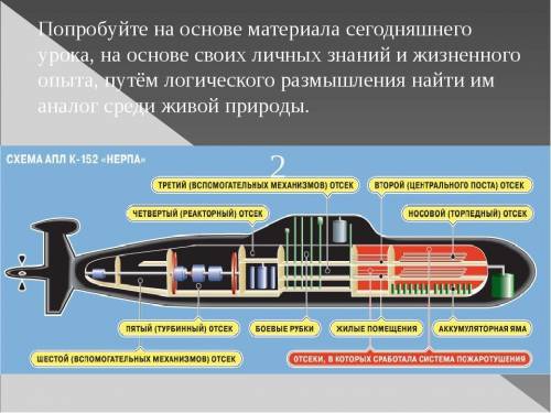 Найти аналог среди живой природы