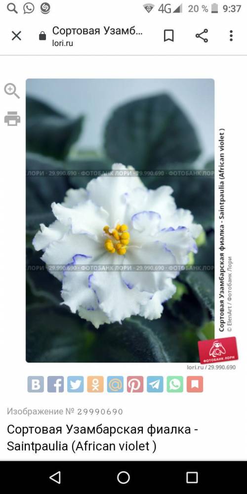 Может ли эта фиалка называться «Узамбарская фиалка Saintpaulia (African violet)» или у неё есть дру