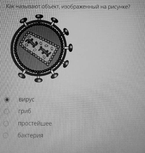 1. Как называют объект, изображенный на рисунке? (см. рисунок 1 внизу) 2. Из каких клеток образованы