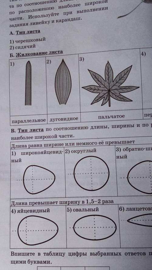 2) сидячии Б. Жилкование листа4)1)2)3)ГОпараллельное | дуговидноепальчатоеперисто-сетчВ. Тип листа п