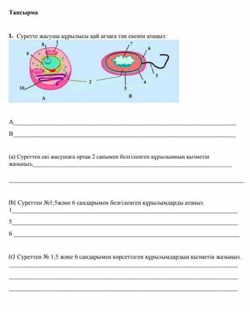 Жасуша құрлысы туралы көмек керек​