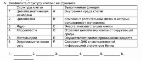 Соотнесити структуру клетки с ее функцией ​