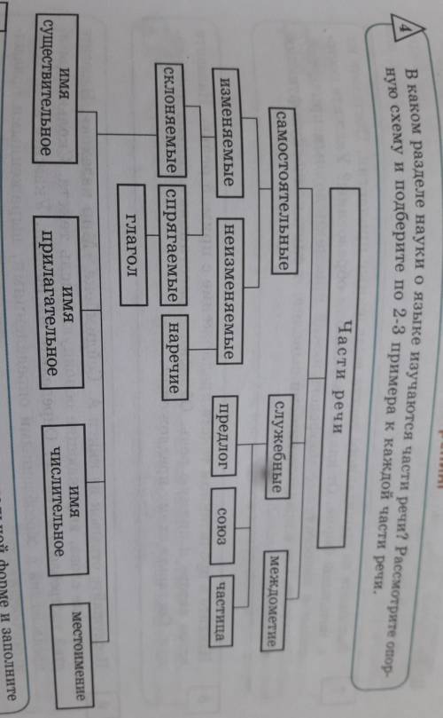 В каком разделе науки о языке изучаются части речи? Рассмотрите опор- ную схему и подберите по 2-3 п