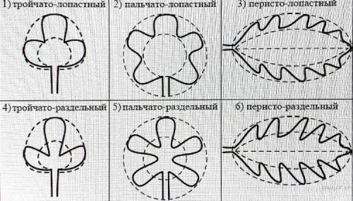 Рассмотрите фотографию листа инжира. Выберете характеристики ю, соответсвующие его строению, по след