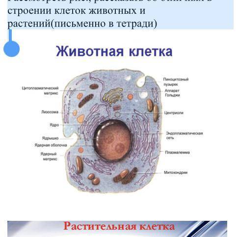 Задание 1 Рассмотреть рис., рассказать об отличиях в строении клеток животных и растений(письменно в