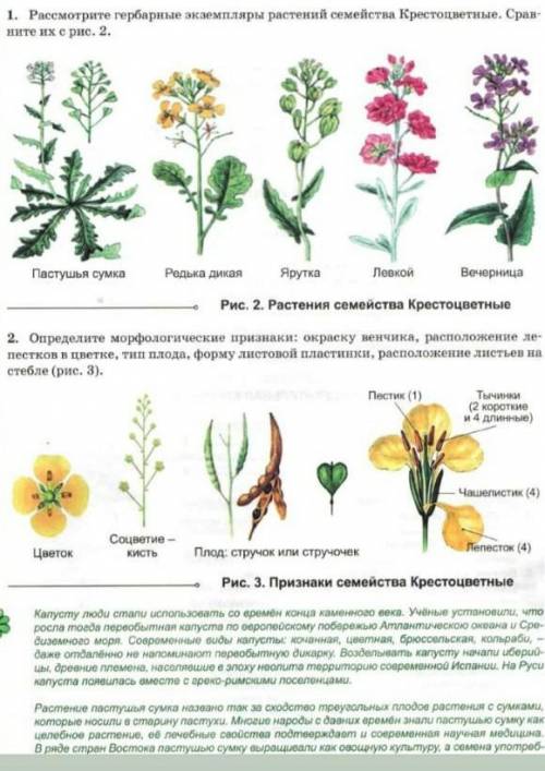 1)рассмотрите гербарные экземпляры растения семейства Крестоцветных сравните их. 2) определить морфо